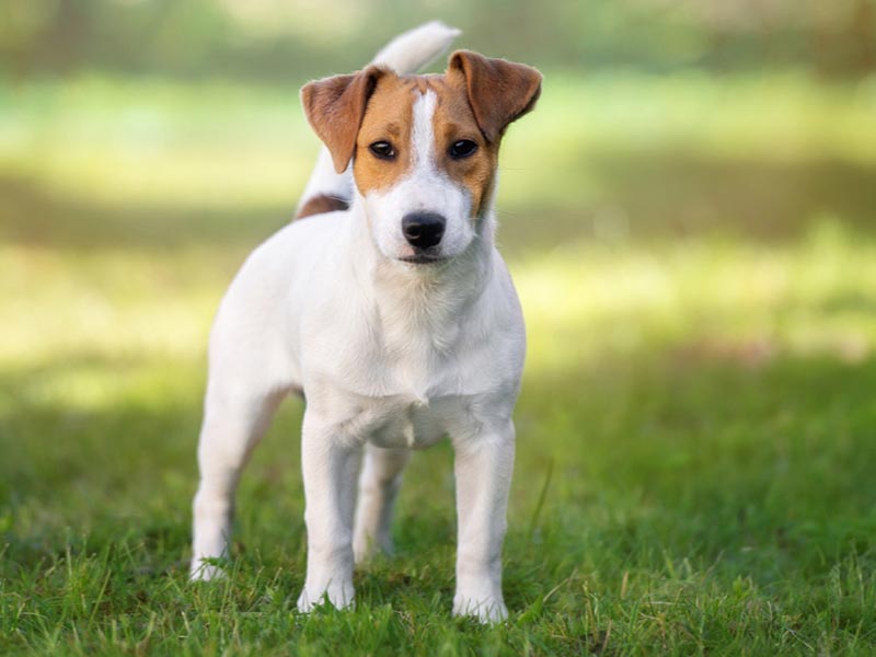 All you need to know about Jack Russel | Jack Russel breed information 